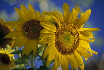 Common Sunflower (Helianthus annuus) close up, New Mexico