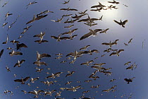 Western Gull (Larus occidentalis) flock flying, North America