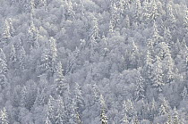 Winter forest, British Columbia, Canada