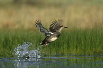 Gadwall (Anas strepera) female taking flight from water, New Mexico