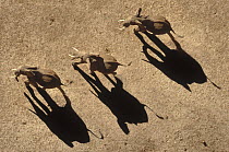 African Elephant (Loxodonta africana) trio aerial with shadows, Africa