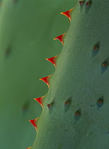 Aloe (Aloe sp) spines
