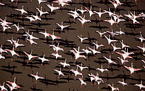 Greater Flamingo (Phoenicopterus ruber), and Lesser Flamingo (Phoenicopterus minor), Kenya