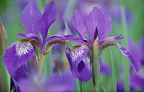 Western Blue Flag Iris (Iris missouriensis) close-up, Hickory Run, Pennsylvania