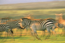 Burchell's Zebra (Equus burchellii) group running, Kenya