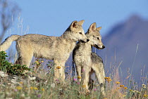 Timber Wolf (Canis lupus) pair of pups, Montana