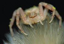 Goldenrod Crab Spider (Misumena vatia) close-up on flower, New Mexico