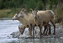 Bighorn Sheep (Ovis canadensis) group standing along rocky shore, North America