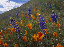 California Poppy (Eschscholzia californica) and Lupine (Lupinus sp) flowers in bloom, Tehachapi Mountains, California