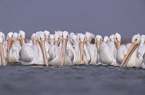 American White Pelican (Pelecanus erythrorhynchos) group, North America