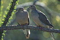 Mourning Dove (Zenaida macroura) pair perching on branch, North America