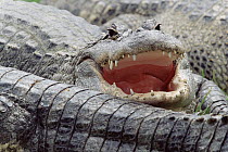 American Alligator (Alligator mississippiensis), North America