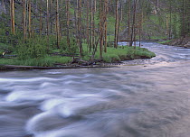 Gibbon River rapids popular river for trout fishing, Yellowstone National Park, Wyoming
