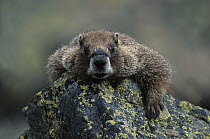 Yellow-bellied Marmot (Marmota flaviventris) resting on rock looking at camera, North America