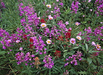 Fireweed (Chamerion angustifolium) Asters and Paintbrush (Castilleja sp), North America