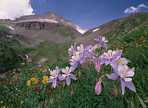 Colorado Blue Columbine (Aquilegia caerulea), Yankee Boy Basin, Colorado