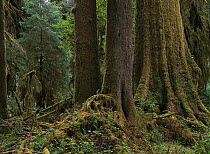 Sitka Spruce (Picea sitchensis) covered with moss in temperate rainforest, Hoh Rainforest, Olympic National Park, Washington