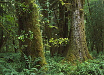 Moss-covered trees and dense undergrowth in the Hoh Temperate Rainforest, Olympic National Park, Washington