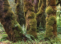 Mossy big-leaf maples, Hoh Rainforest, Olympic National Park, Washington