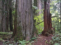 Western Red Cedar (Thuja plicata) grove of the patriarchs, Mt Rainier National Park, Washington