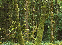 Maple (Acer sp) glade, Quinault Temperate Rainforest, Olympic National Park, Washington