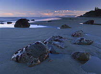 Ochre Sea Star (Pisaster ochraceus) group on boulders at dusk, Beach Six, Olympic National Park, Washington