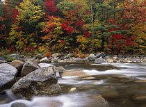 Wild river in eastern hardwood forest, White Mountains National Forest, Maine