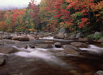 Autumn foliage along wild river, White Mountains National Forest, Maine
