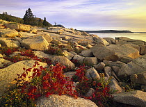 Atlantic coast near Thunder Hole, Acadia National Park, Maine