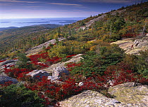 Atlantic coast from Cadillac Mountain, Acadia National Park, Maine