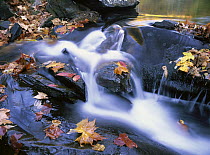 Autumn leaves in Little River, Great Smoky Mountains National Park, Tennessee