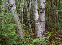 Birch (Betula sp) forest, Pictured Rocks National Lakeshore, Michigan