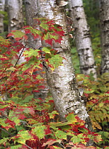 Birch (Betula sp) trunk and maple leaves, Pictured Rocks National Lakeshore, Michigan