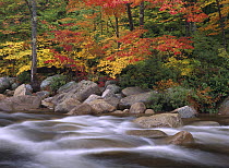 Autumn along Swift River, White Mountains National Forest, New Hampshire