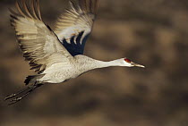 Sandhill Crane (Grus canadensis) flying, Bosque Del Apache, New Mexico