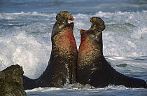 Northern Elephant Seal (Mirounga angustirostris) males fighting, Point Piedras Blancas, Big Sur, California