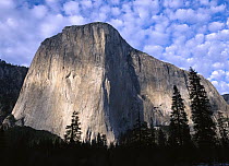 El Capitan rising over the forest, Yosemite National Park, California