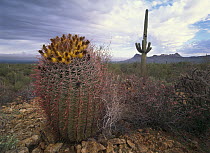 Saguaro (Carnegiea gigantea) and Giant Barrel Cactus (Ferocactus diguetii) with Panther and Safford Peaks in distance, Saguaro National Park, Arizona
