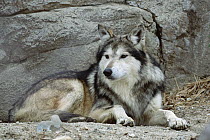 Mexican Wolf (Canis lupus) portrait, Arizona