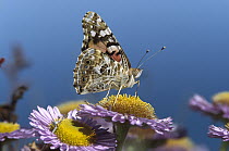 Painted Lady (Vanessa cardui) butterfly feeding on Purple Aster (Aster foliaceus), California