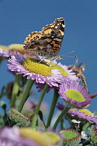 Painted Lady (Vanessa cardui) butterfly on Purple Aster (Aster foliaceus), California