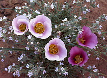 Sego Lily (Calochortus nuttallii) group, state flower of Utah with bulbous edible root, Canyonlands National Park, Utah