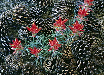 Indian Paintbrush (Castilleja miniata) surrounded by pine cones, South Rim, Grand Canyon National Park, Arizona