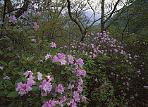 Azalea (Rhododendron nudiflorum) growing along Blue Ridge Parkway, North Carolina