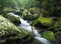 Roaring fork river, Great Smoky Mountains National Park, Tennessee