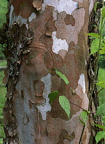Sycamore (Platanus sp) bark, Great Smoky Mountains National Park, Tennessee