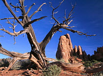 Snag in front of Fiery Furnace labyrinth showing narrow sandstone canyons and fins, Arches National Park, Utah