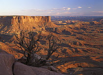 View from Green River overlook, Canyonlands National Park, Utah