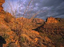 Ocotillo (Fouquieria splendens) under stormy sky in front of Chisos Mountains, Big Bend National Park, Texas