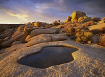 Water that has collected in boulder, Joshua Tree National Park, California